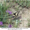 papilio machaon male3